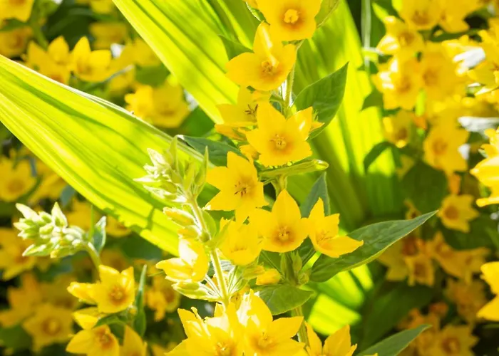 Beenoskee Castlegregory